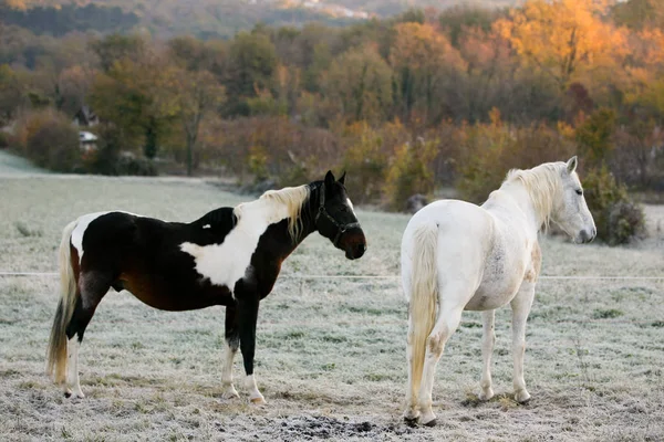 Dois cavalos no início da manhã — Fotografia de Stock