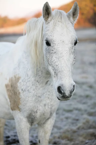 White horse in early morning — Stock Photo, Image