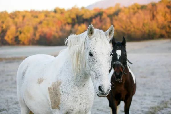 Dois cavalos no início da manhã — Fotografia de Stock
