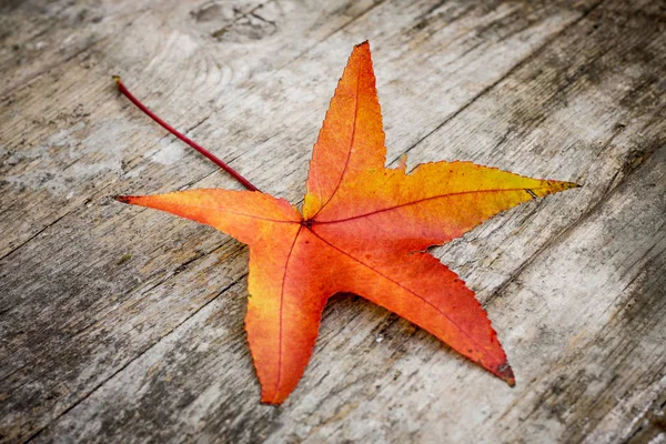 Feuille d'érable rouge — Photo