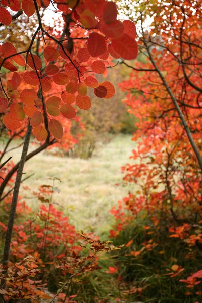 Smoke bushes in autumn — Stock Photo, Image