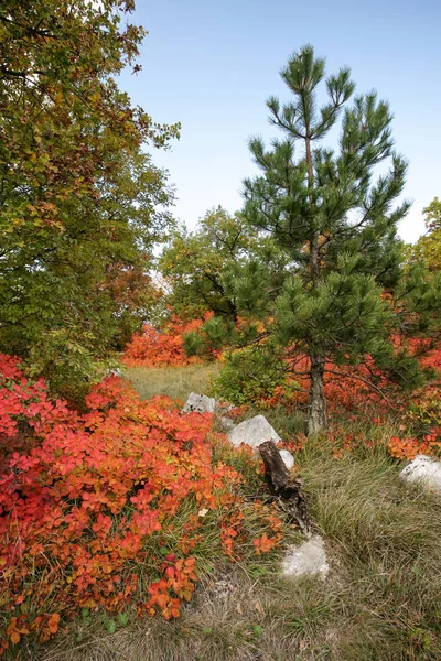 Arbustos de humo en otoño —  Fotos de Stock
