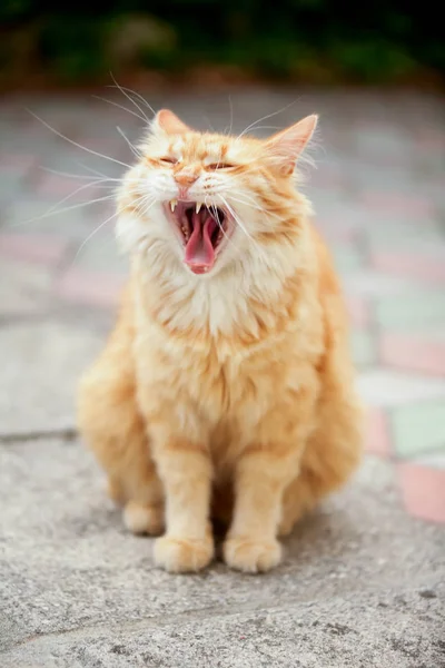 Ginger gato bocejo — Fotografia de Stock