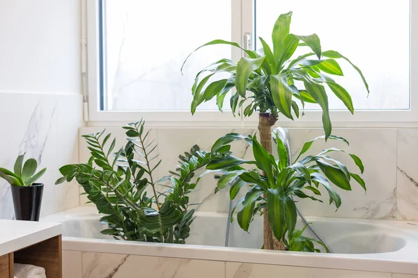 Tvätt inomhus växter — Stockfoto