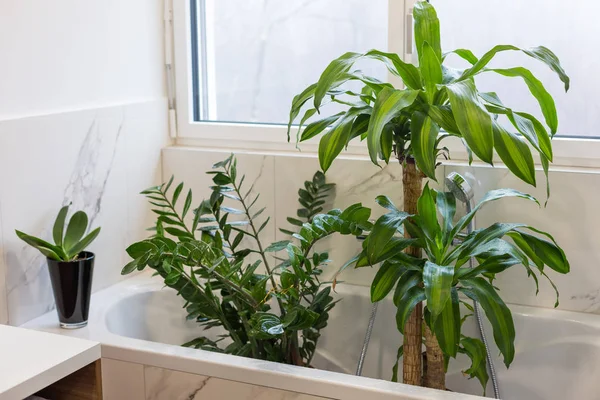 洗涤室内植物 — 图库照片