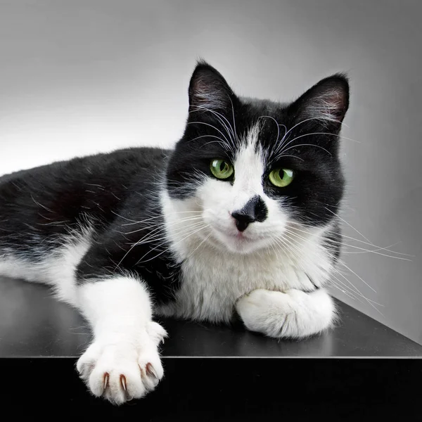 黑白分明的猫 — 图库照片