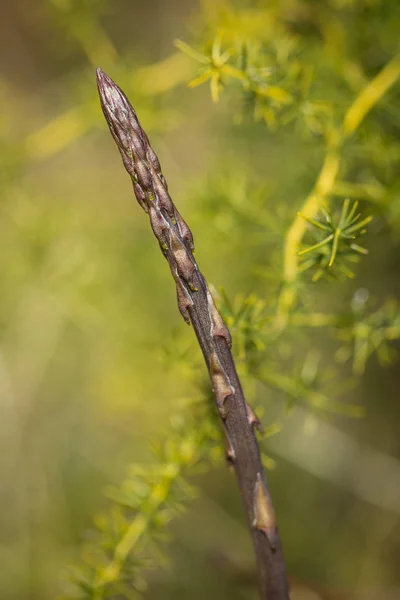 Wilde asperges in de natuur — Stockfoto