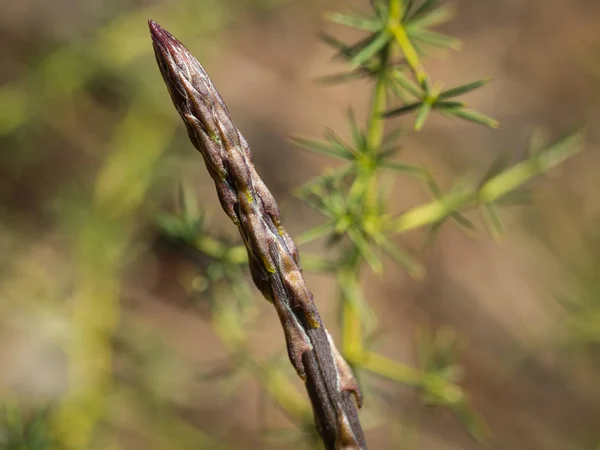 Wild asparagus in nature — Stock Photo, Image