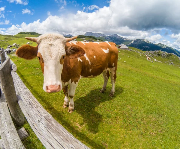 Grama feliz alimentado vaca — Fotografia de Stock