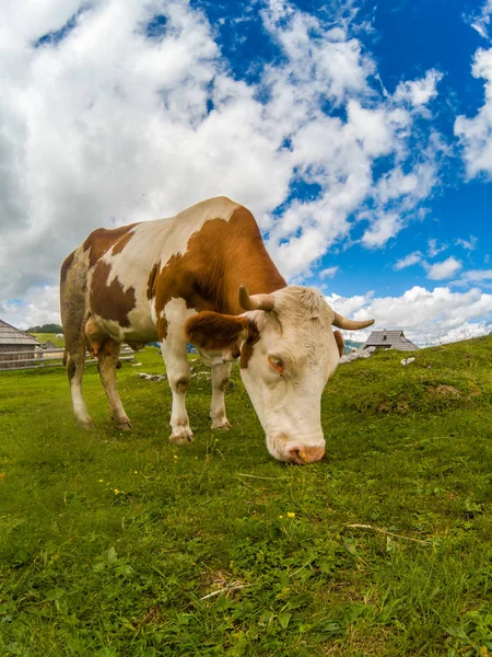 Glückliches Gras gefütterte Kuh — Stockfoto