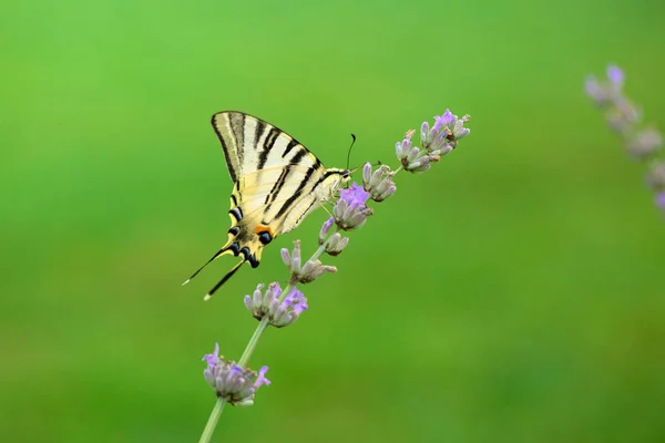 Butterfly on lavander — Stock Photo, Image