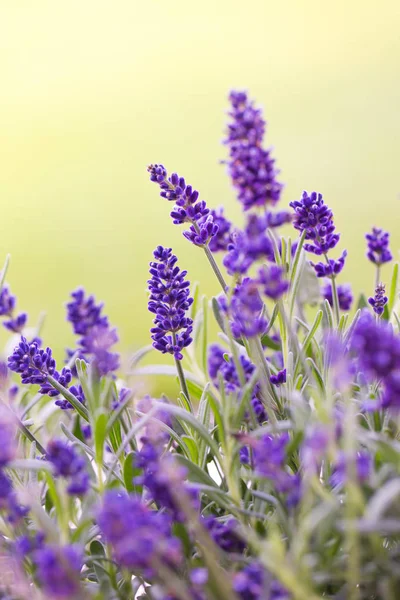 Lavender in blossom — Stock Photo, Image
