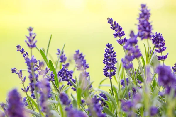 Lavanda de cerca — Foto de Stock