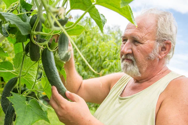 Echte boer in zijn eigen huis Tuin — Stockfoto