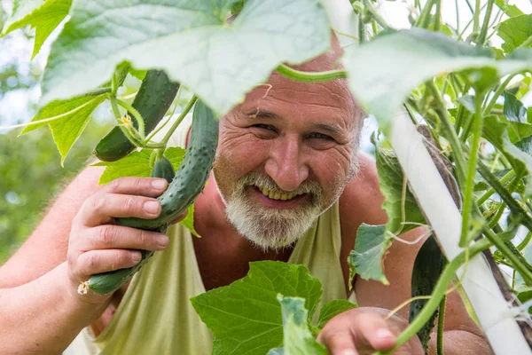 Real farmer in his own home garden — Stock Photo, Image