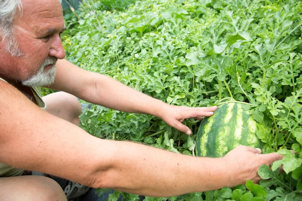 Echte boer in zijn eigen huis Tuin — Stockfoto