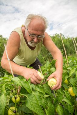Kendi ev bahçe gerçek çiftçi