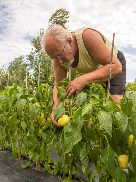 Real farmer in his own home garden — Stock Photo, Image