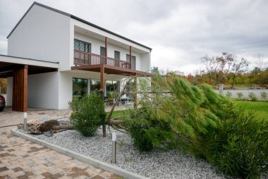 Genç çam ağacı düşmüş 