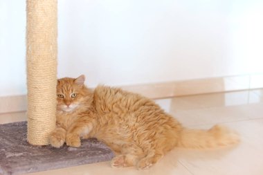 Huysuz yerli zencefil kedi l