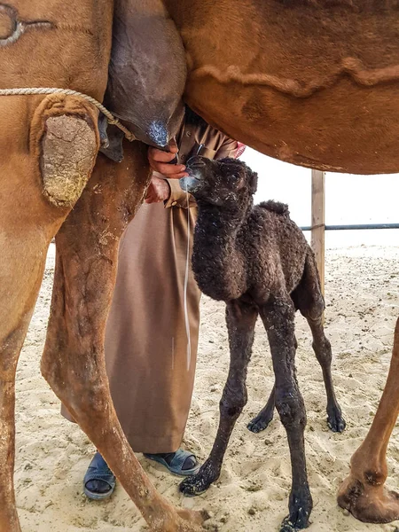 Newborn baby camel — Stock Photo, Image