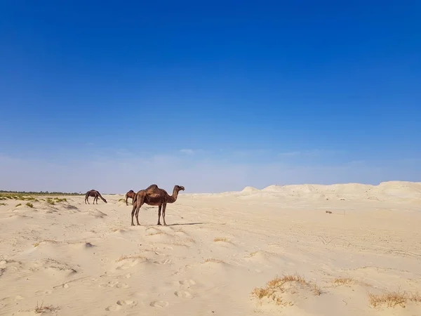 Cammello nel deserto dell'Arabia Saudita — Foto Stock