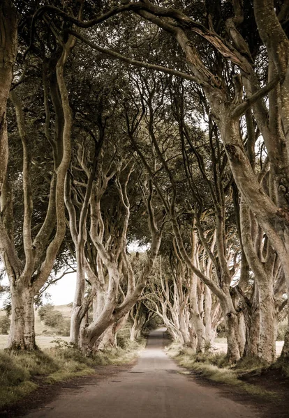 The Dark Hedges — Stock Photo, Image