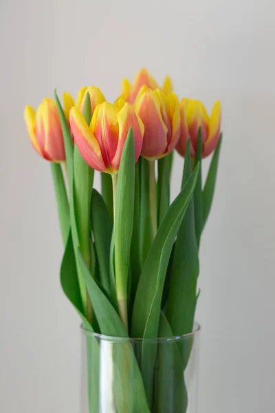 Oranžové a žluté tulipány — Stock fotografie