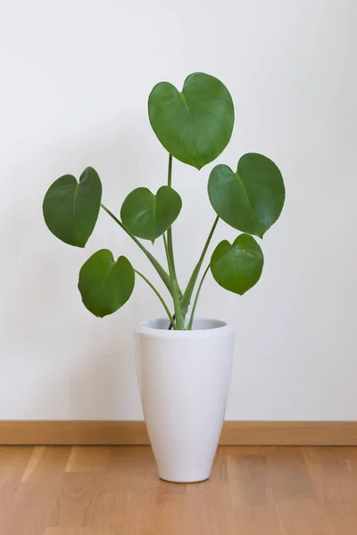 Mladá monstera rostlina v bílém květináči — Stock fotografie