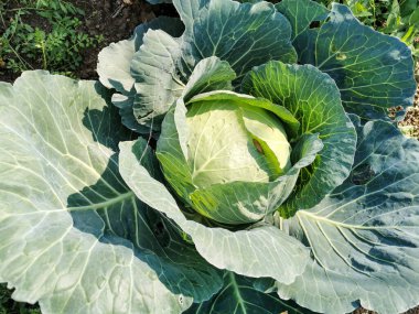Güneşli bir günde tarlada yetiştirilen lahana.
