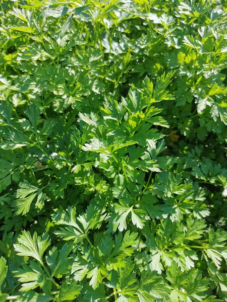 Home Grown Organic Parsley Sunny Day — Stock Photo, Image