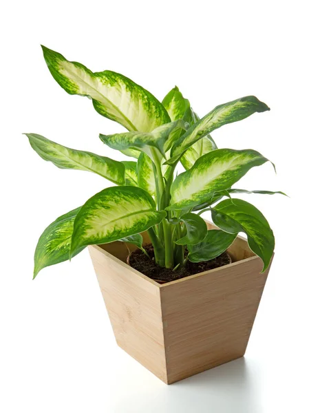 Planta Dieffenbachia Maceta Madera Aislada Blanco — Foto de Stock