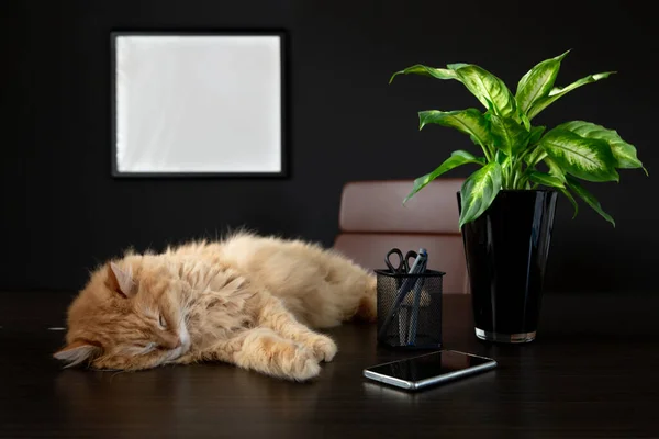 Cat Durmiendo Escritorio Oficina Casa Con Planta Teléfono Inteligente Taza —  Fotos de Stock