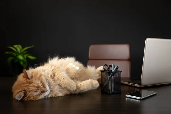 Kočka Spí Stole Domácí Kanceláři Laptopem Smartphonem Nějakými Pery Zelená — Stock fotografie