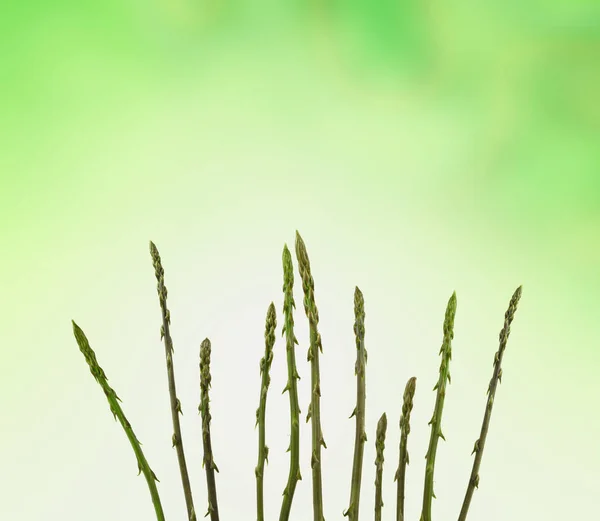 Άγρια Σπαράγγια Πηγάζουν Από Πράσινο Θολό Φόντο — Φωτογραφία Αρχείου