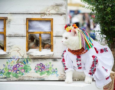 Güzel beyaz giyimli kedi kedi göstermek