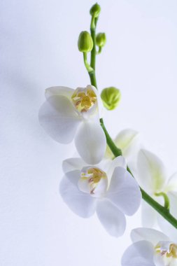 Beyaz arka plan üzerinde beyaz orkide Şubesi çiçeklenme