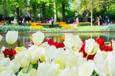 Beyaz ve kırmızı lale park içinde belgili tanımlık geçmiş Keukenhof Park ile çiçeklenme
