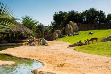 Hayvanlarla büyük büyük kuş kafesi rahatlatıcı görünümünü yeşil çim çim, kum ve su