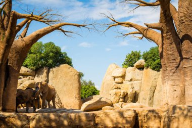 Sarı taşlar ve baobabs hayvan dostu Hayvanat Bahçesi tarafından Afrika filleri