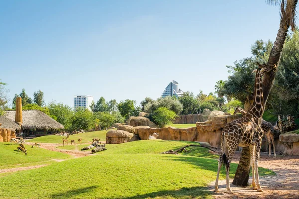 Large aviary with animals on green grass and eating giraffes in Valencia zoo, Spain — Stock Photo, Image