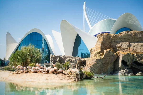 Valencia, İspanya - 2 Ekim 2015: Avrupa'nın en büyük Okyanus Akvaryumu