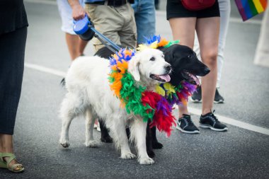 Stockholm gurur geçit töreninde katılan siyah ve beyaz köpekler