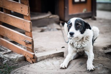 Yakındaki kendi Fuar zincirinde üzgün köpek