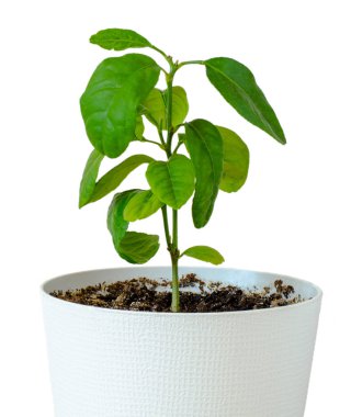 Beyaz arka planda yeşil, taze limon fidanı