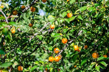 Dallarda sarı kiraz eriği