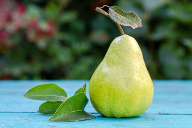 Sarı-yeşil armut. Yeşil yaprak. Yakın plan. Boşluğu kopyala