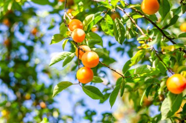 Large yellow cherry plum on a thin branch
