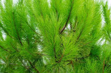 Bright green fluffy pine branches. Coniferous tree