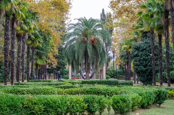 A large green palm. Large autumn trees — ストック写真